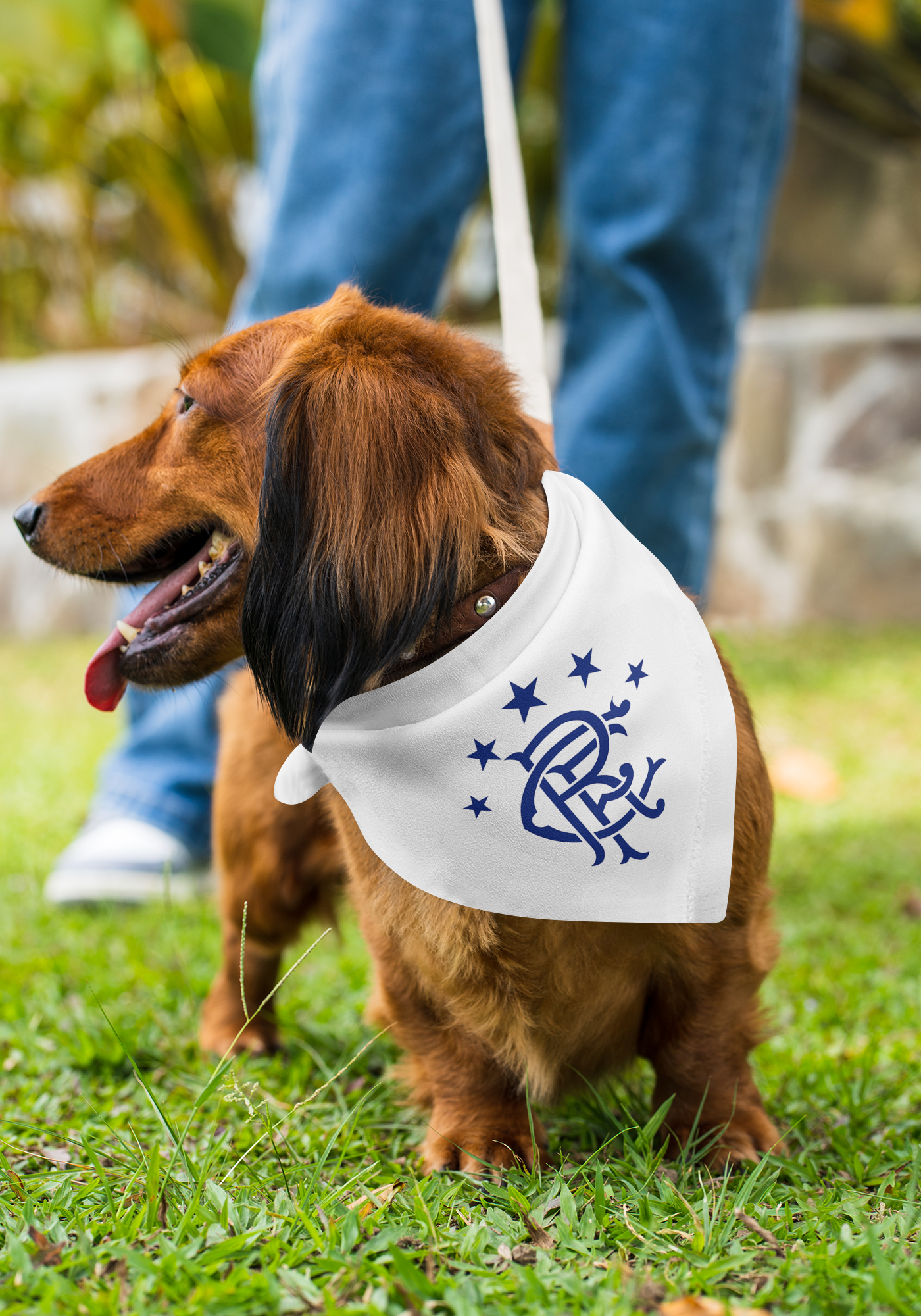 Rangers Dog Bandana