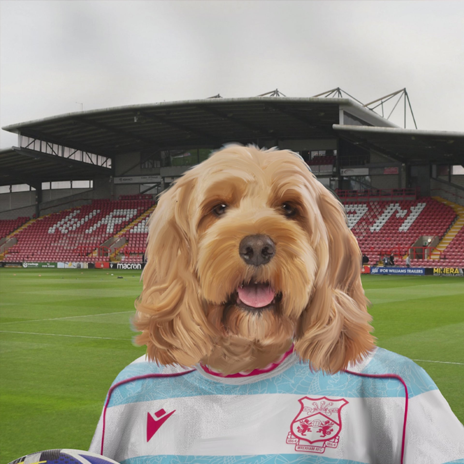 Your Pet in a Wrexham 25/26 3rd Shirt